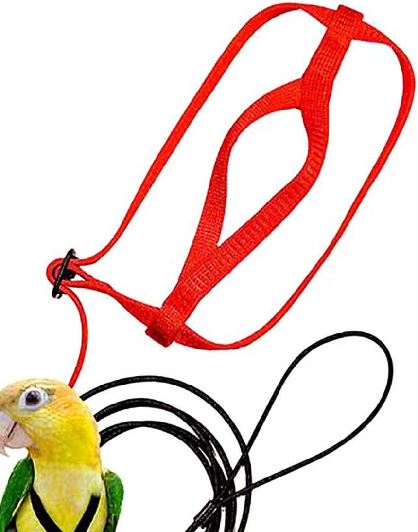 Perroquet volant avec corde volante et harnais d'oiseau