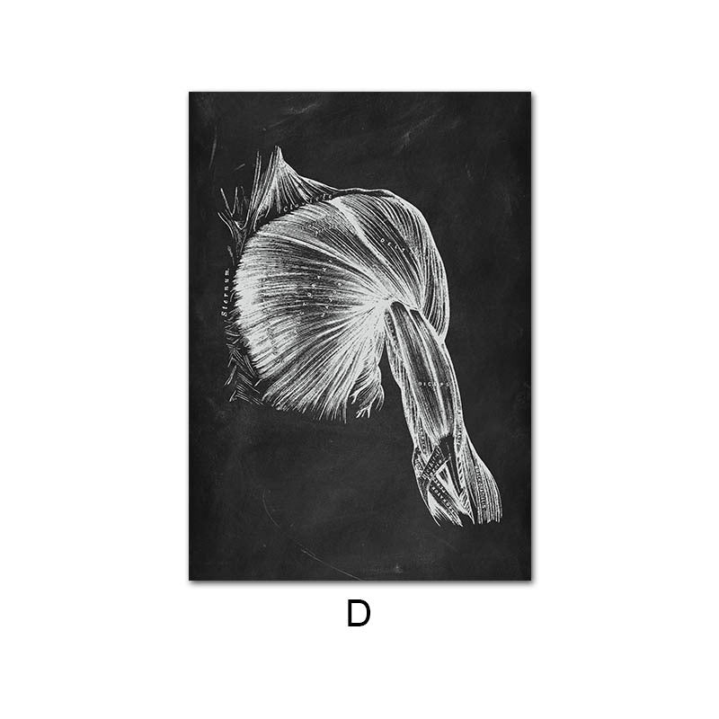 Peinture sur toile du système d'organes de squelette d'anatomie humaine