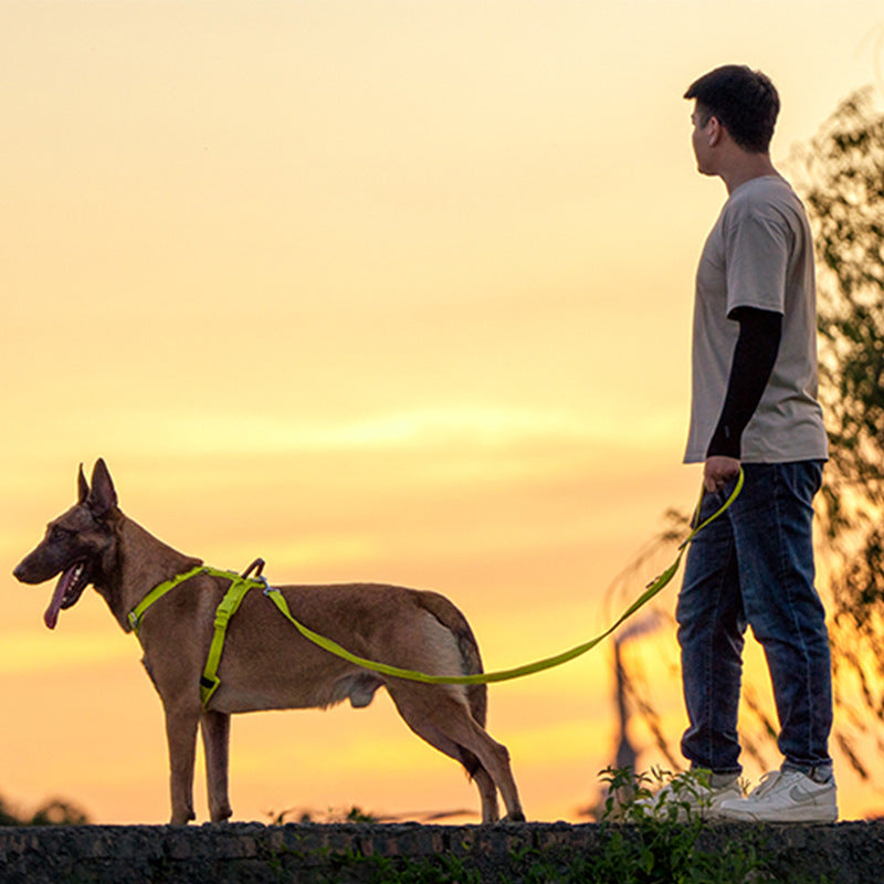 Chiens de race moyenne et de race grande laissés à la main