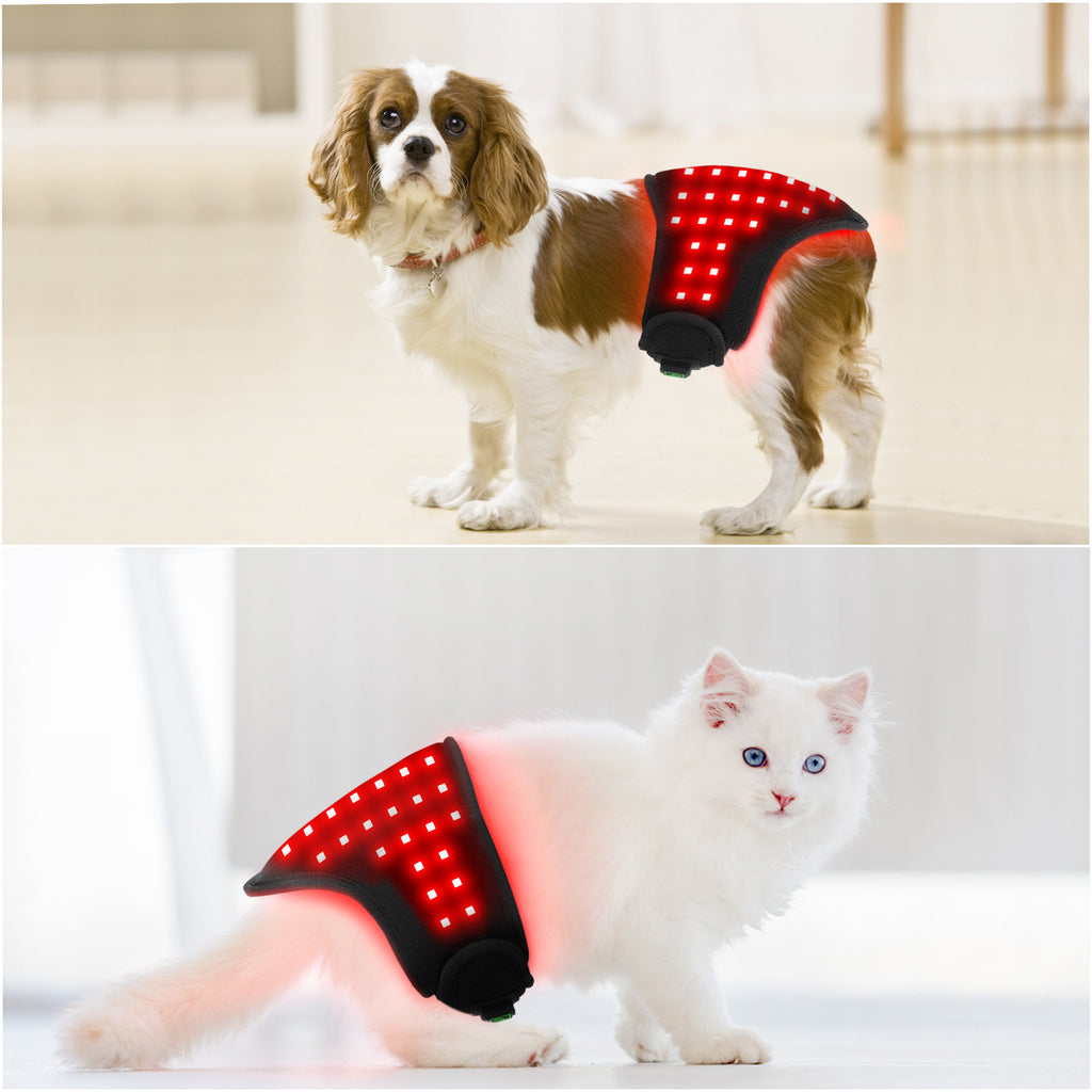 Pet ceinture légère rouge physiothérapie infrarouge