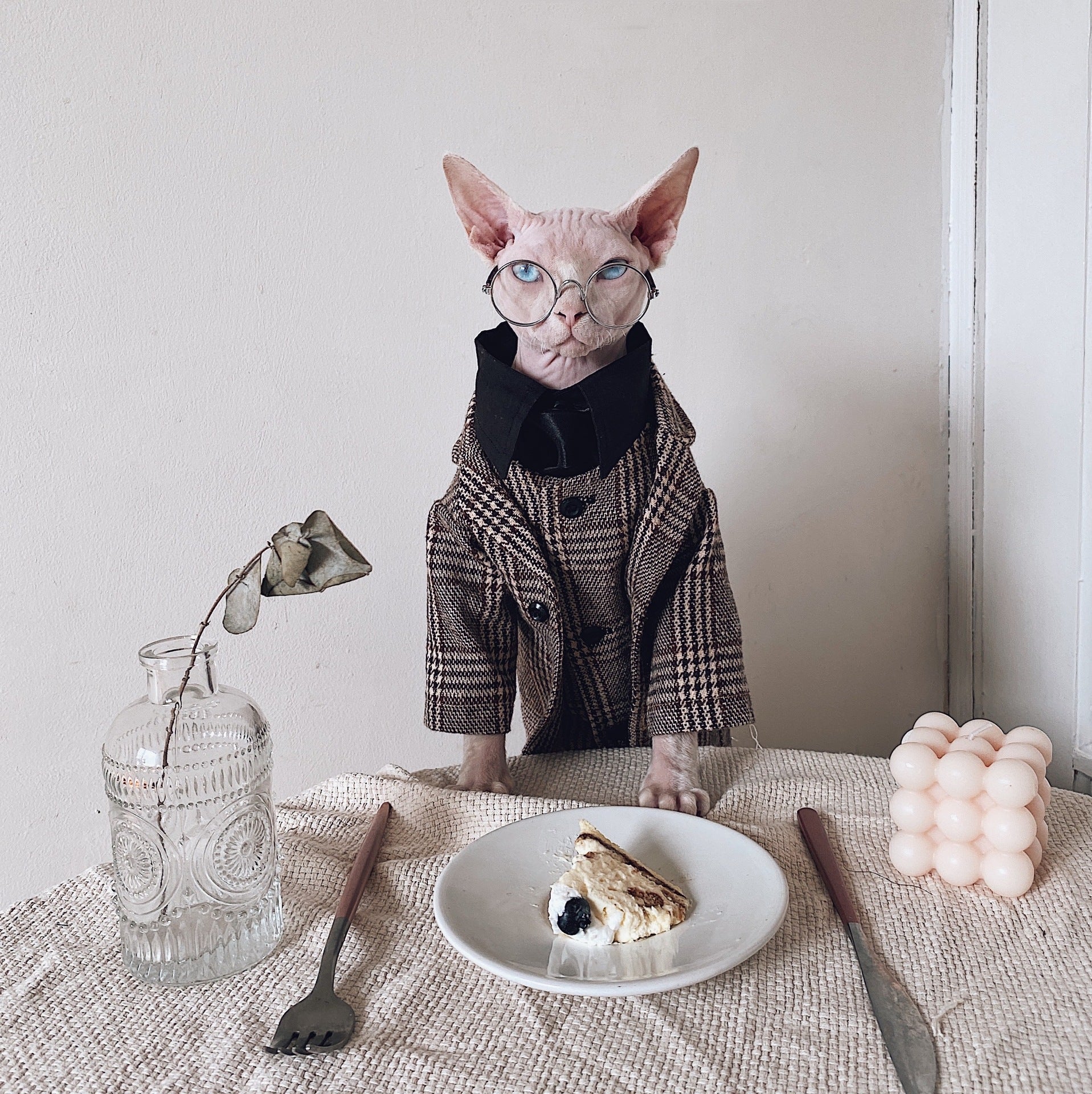 Robe de chat Sphynx Tie Vest Blazer Set pour chats sans cheveux