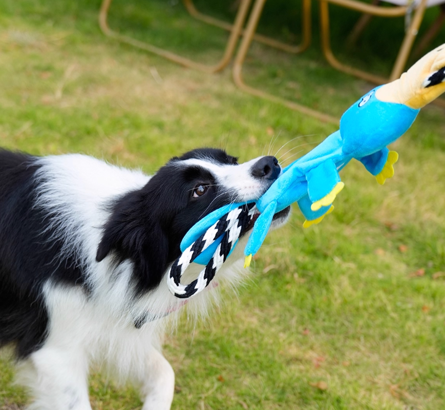 Jouets de son Molaire de chien moyen grand Bichon