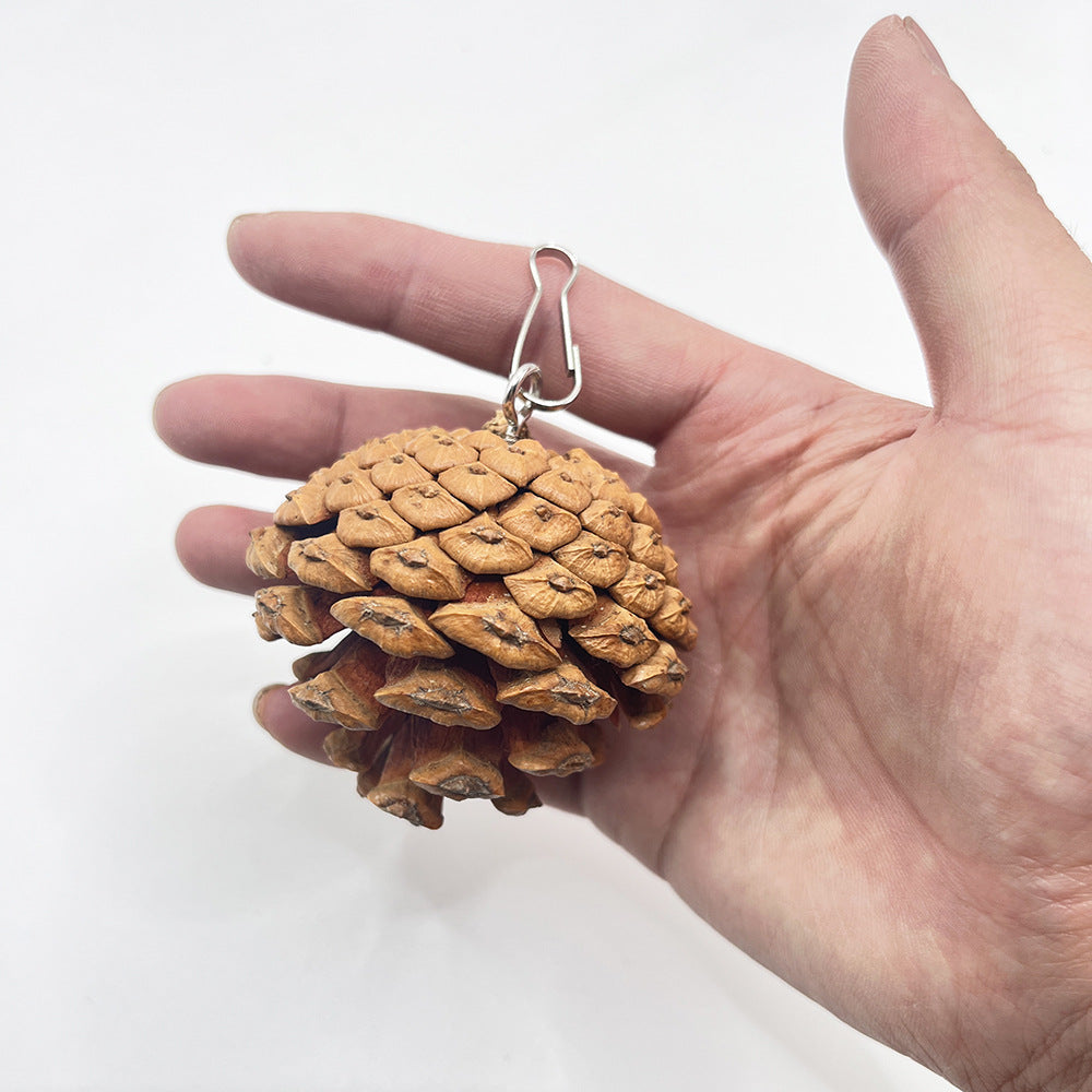 Jouet de bite de perroquet peut accrocher avec des clous de pin Cones