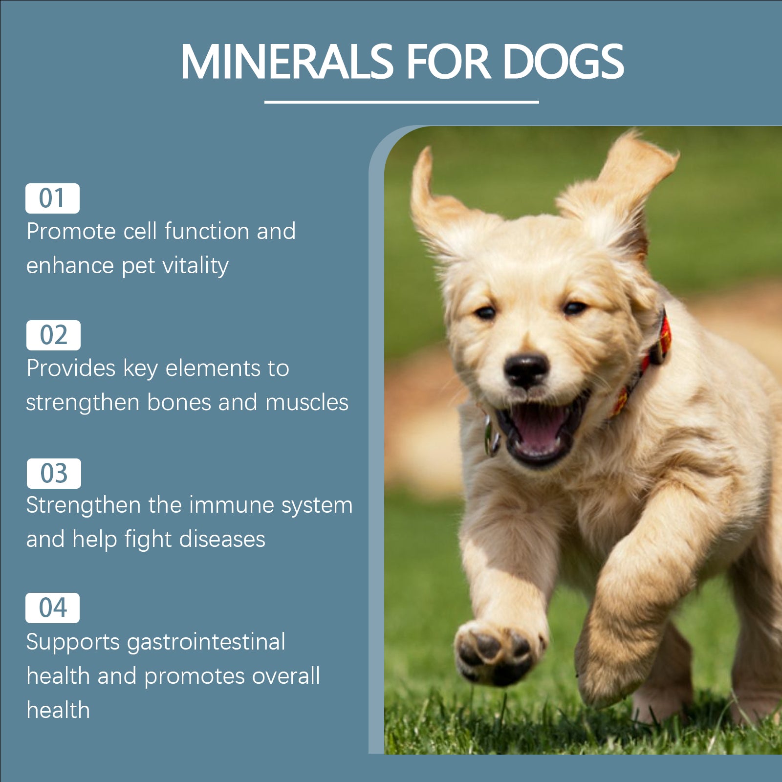 Comprimés de compléments minéraux pour chiens