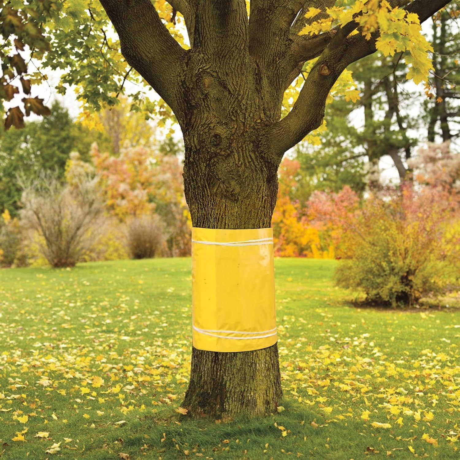 25 Cm X 10 M Manches de protection pour arbres fruitiers