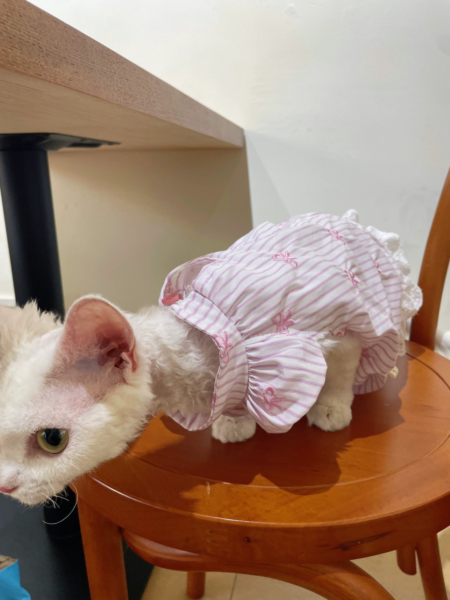 Vêtements de chat sans cheveux Robe de Bowknot brodée d'été