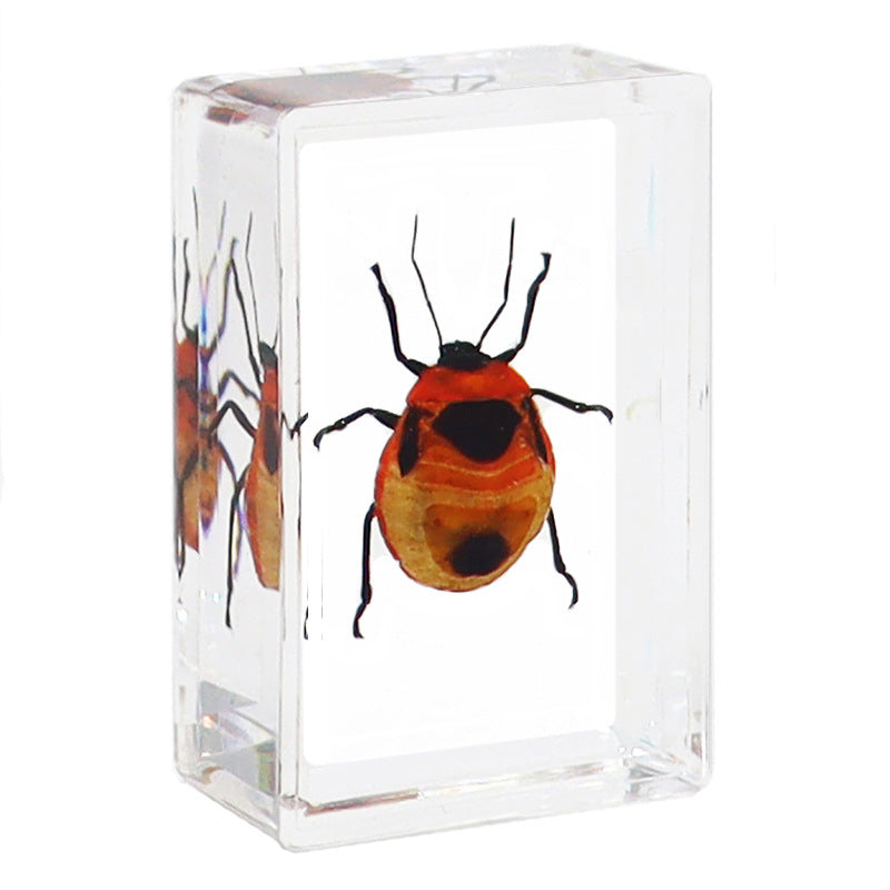 Véritables spécimens d'insectes pour l'éducation biologique et la cryptographie