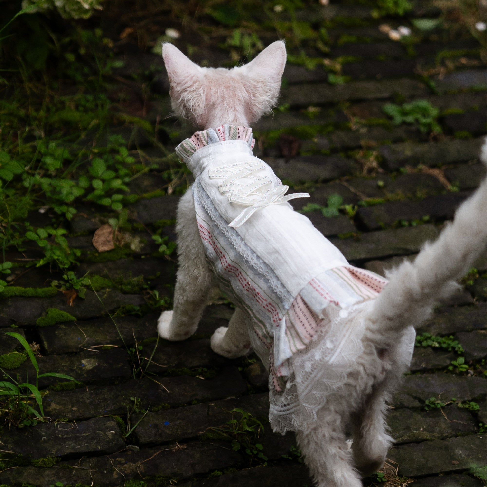 Sphynx Cat Robe Florale en coton avec Dentelle Vêtements formels pour les chats sans cheveux et Devon Rex