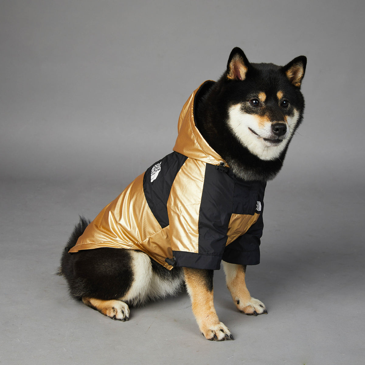 Veste imperméable et coupe-vent pour grand chien