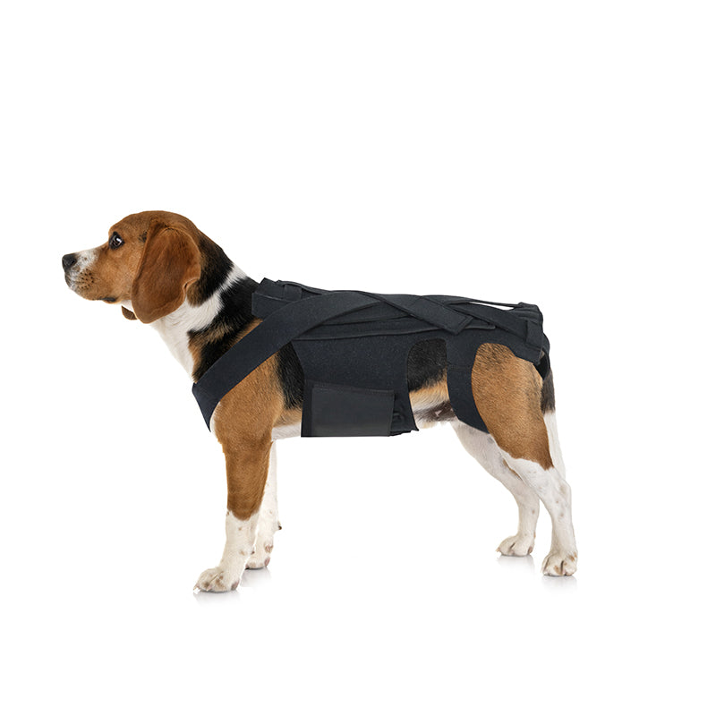 Brace arrière pour chiens avec IVDD