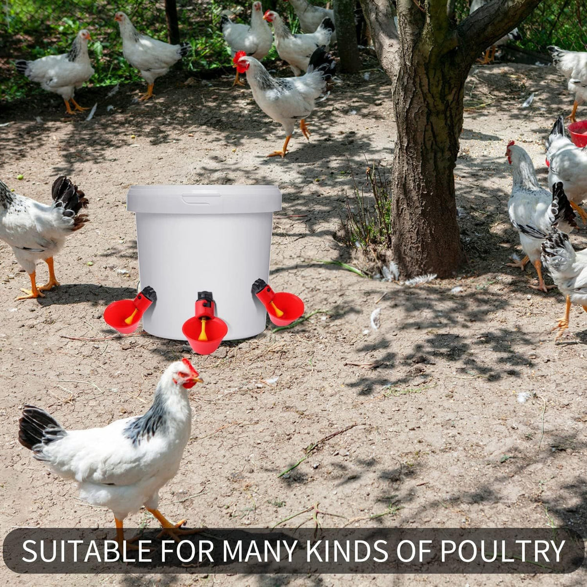 Poulet Bol d'eau Poulet Bateau Automatique Poulet