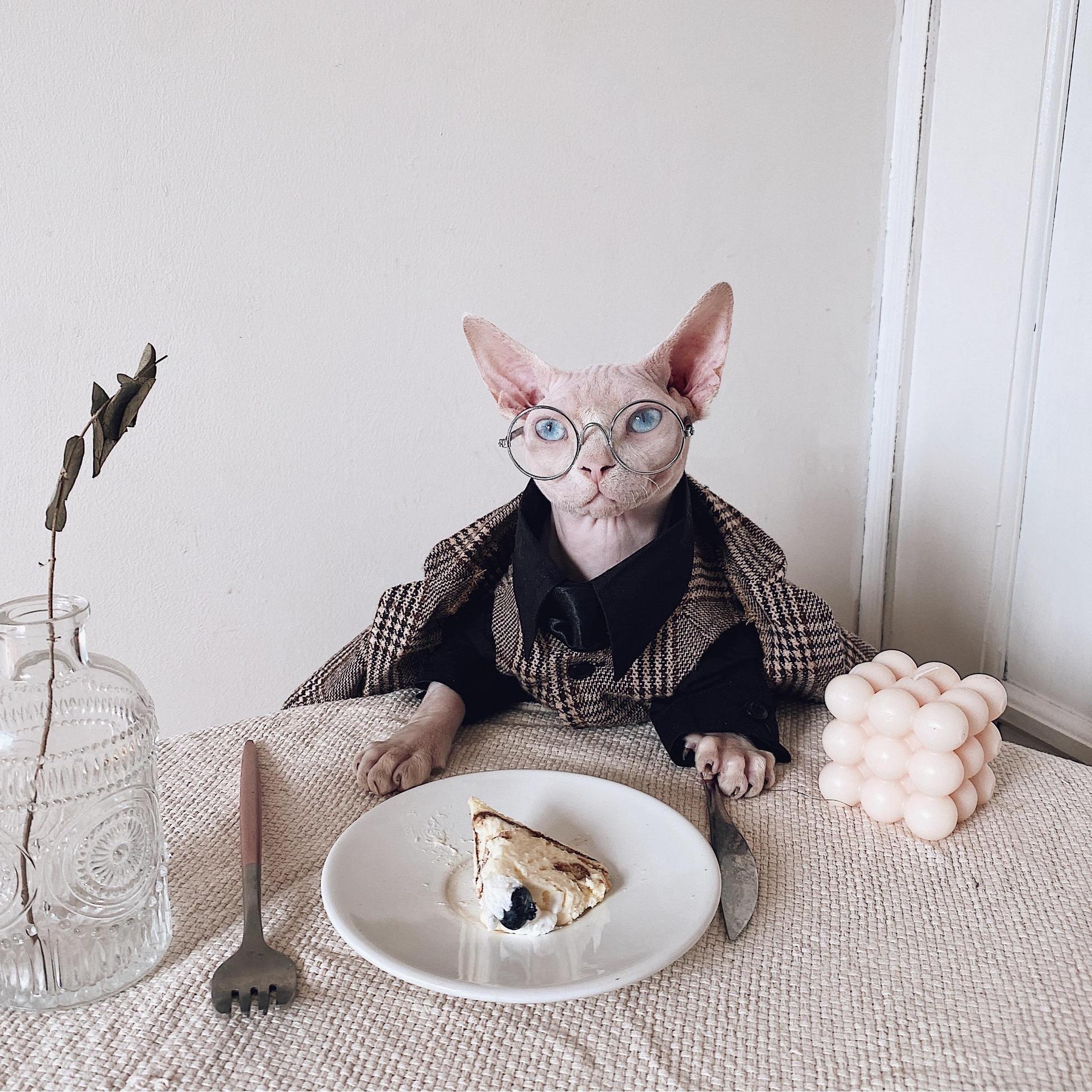 Robe de chat Sphynx Tie Vest Blazer Set pour chats sans cheveux