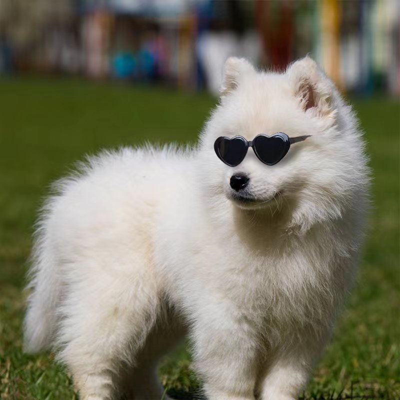 Lunettes de soleil poupée Pet Toy Accessoires