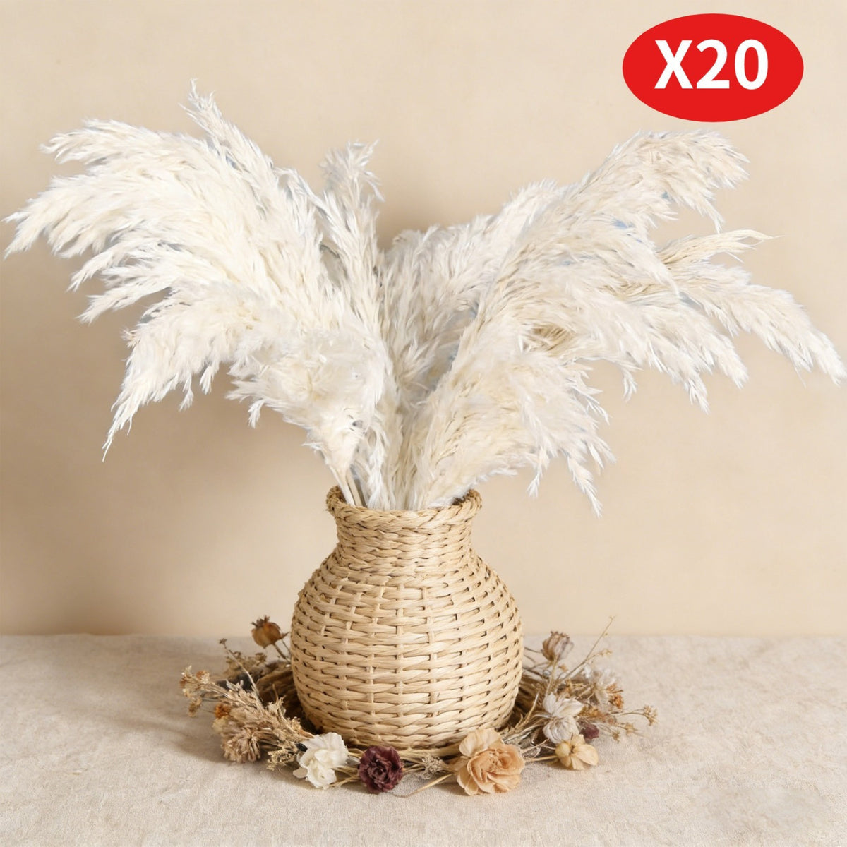 20 Large White Pampas Grass