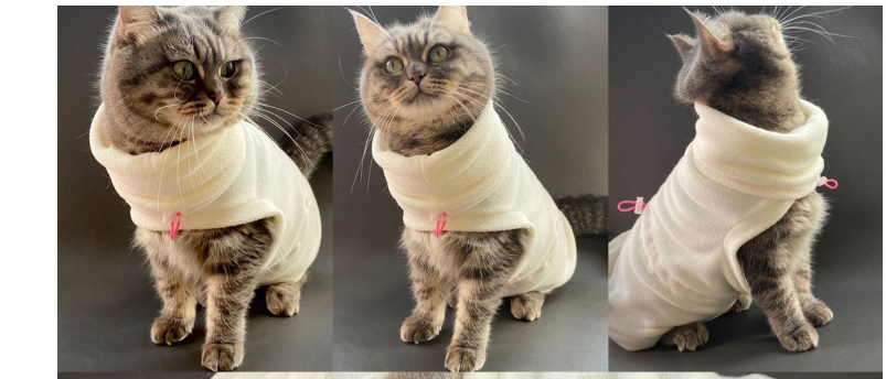 Sphinx de chat sans cheveux d'hiver allemand universel