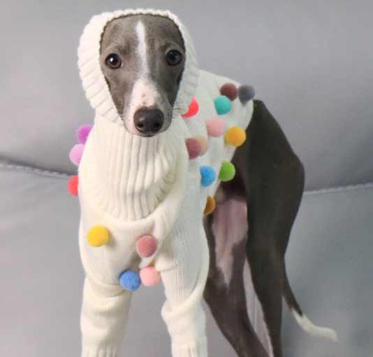 Chandail de Noël de Whippet