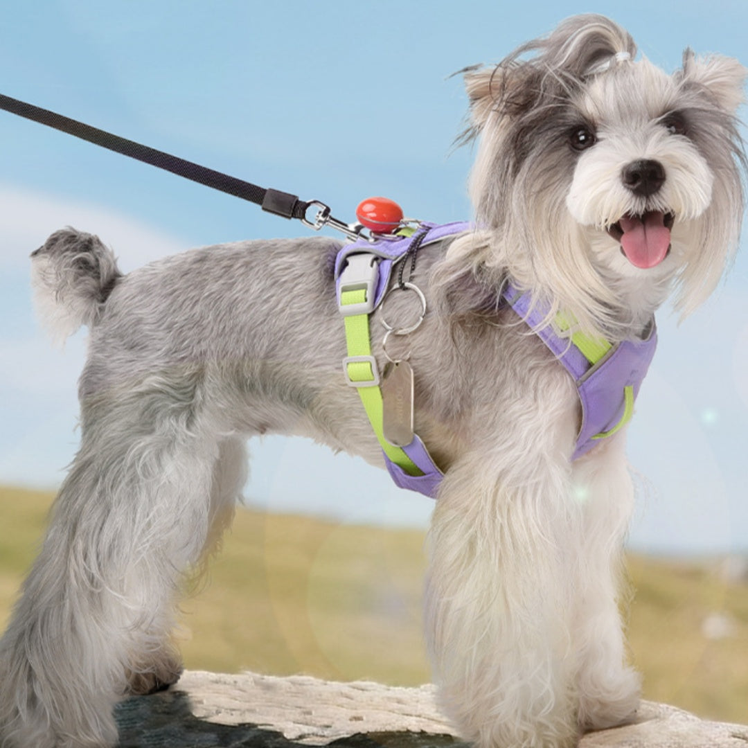 Harnais de chien à séchage rapide multifonctionnel