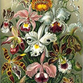Zoe Rose et peinture diamant huile de lavande