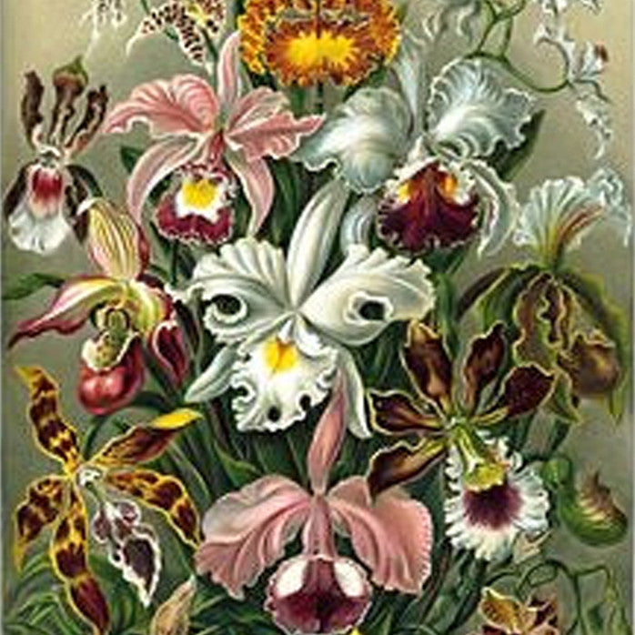Zoe Rose et peinture diamant huile de lavande