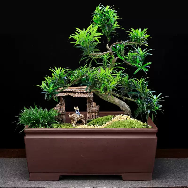 Bureau intérieur classique Bonsai Pot