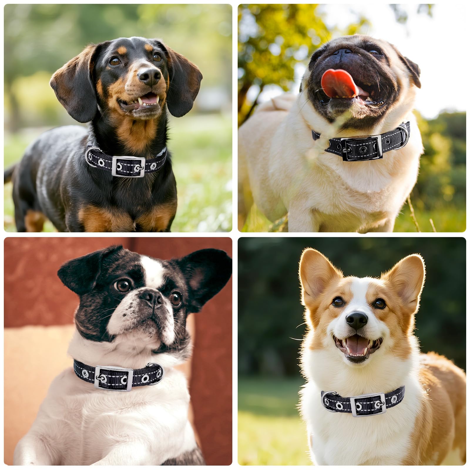 Collier réfléchissant pour chiens moyens