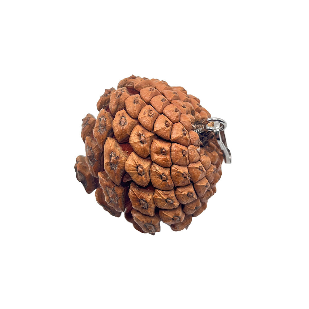 Jouet de bite de perroquet peut accrocher avec des clous de pin Cones