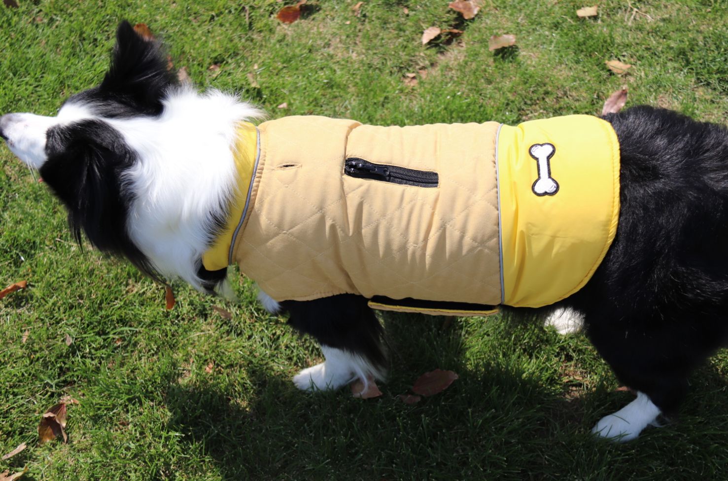 Mode Automne et hiver Vêtements de chien de plein air