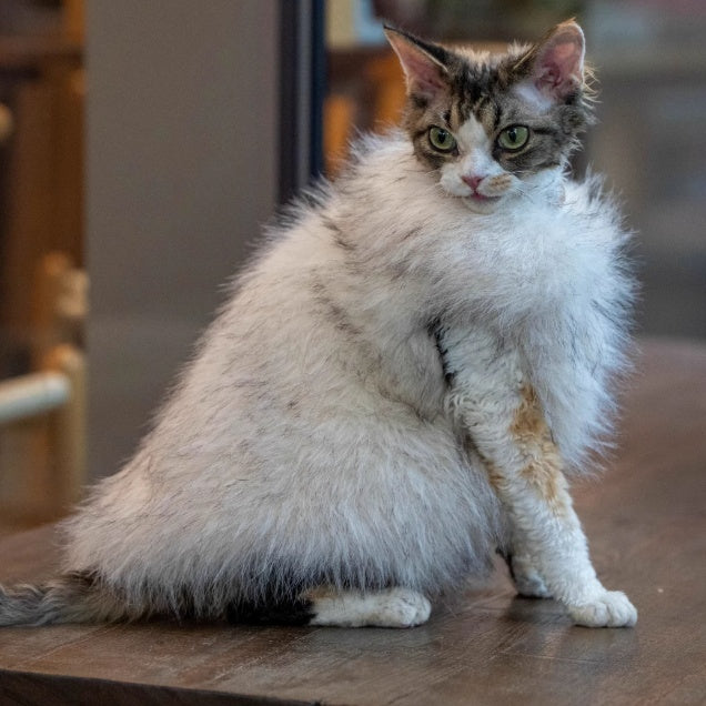 Faux Fox fourrure cuir cheveux courts Cat vêtements sans cheveux