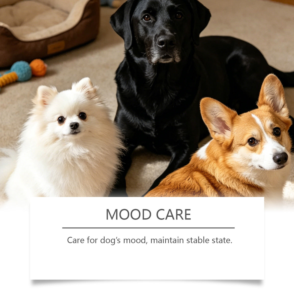 Soins aux chiens Comprimés à croquer Soins quotidiens Corps des chiens Nutrition Balance Imune Soins silencieux Comprimés