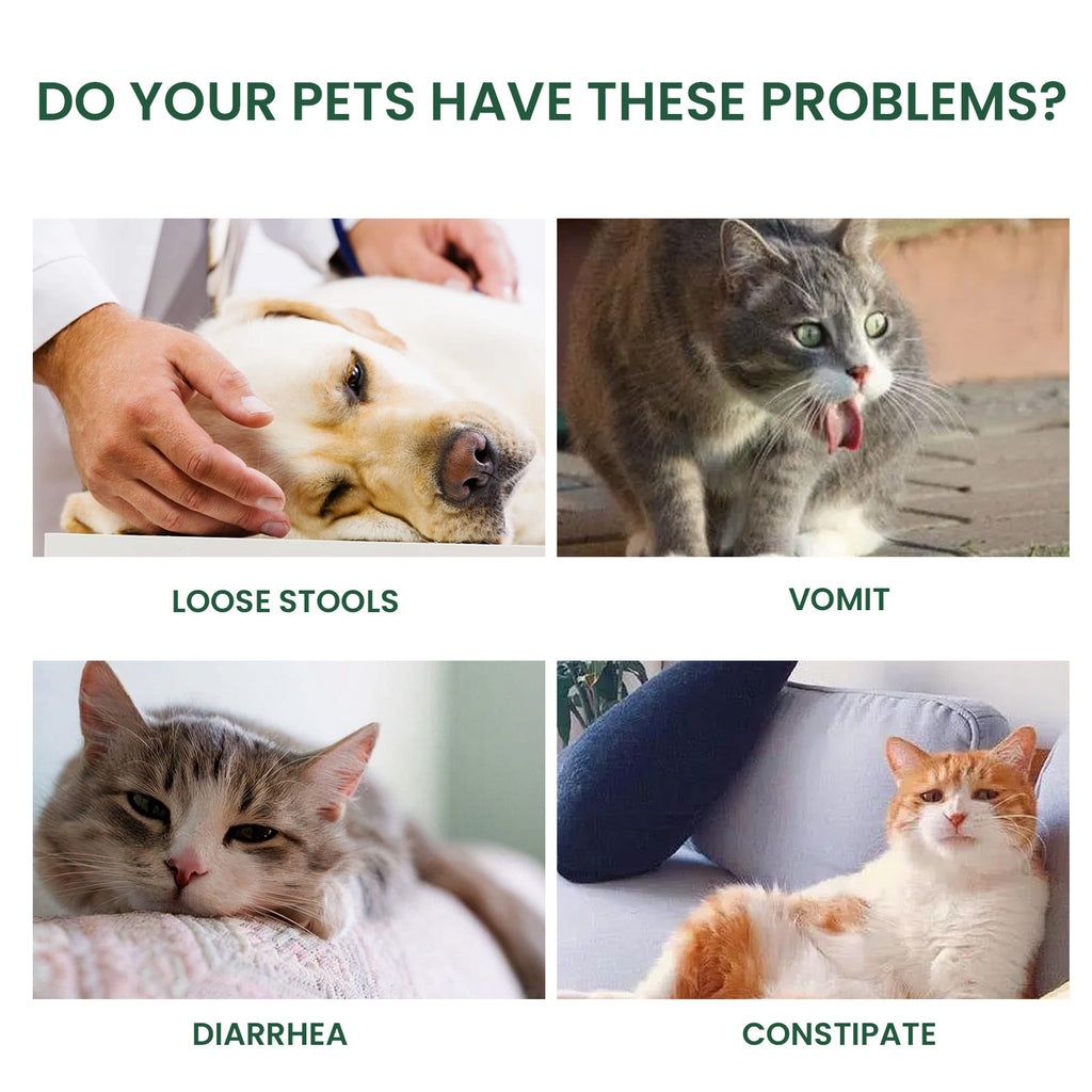 Désagrément physique Solution de soins pour les animaux malades par voie orale