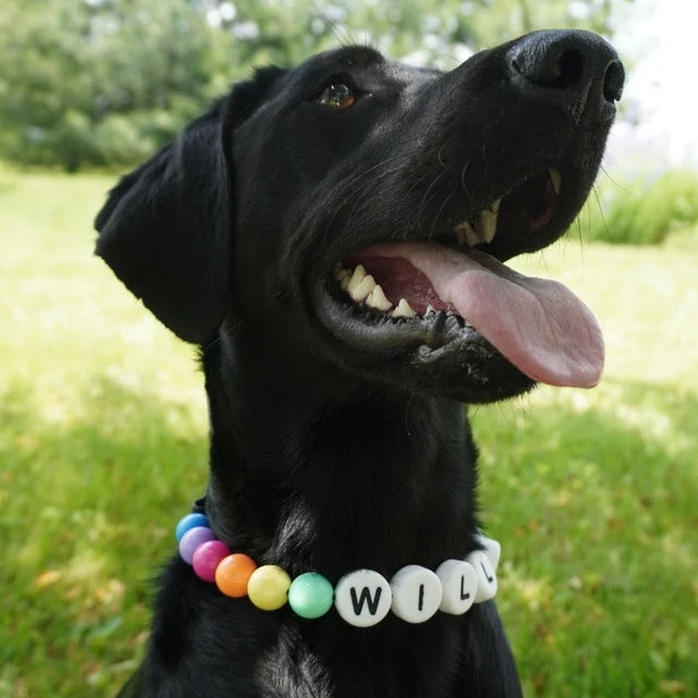 Pet Perled nom collier avec bracelet ensemble collier de chien personnalisé avec perles bricolage nom chien lettre