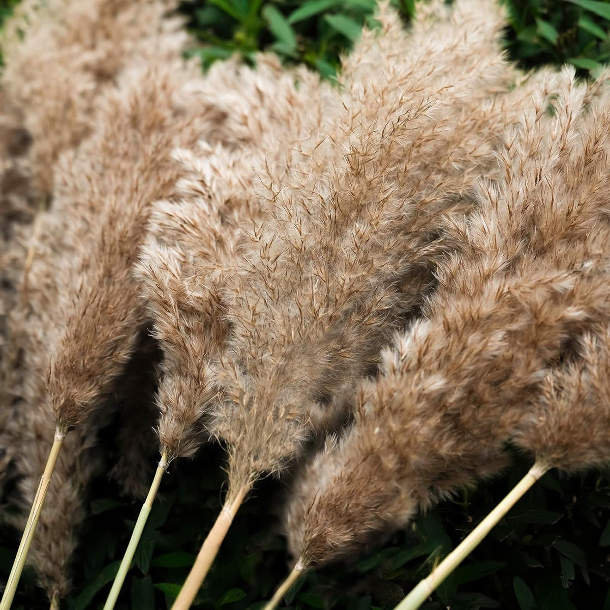 Plantes artificielles - Ensemble de 20 pièces de décor d'herbe de Pampas séchés en couleur naturelle - Boho Flowe
