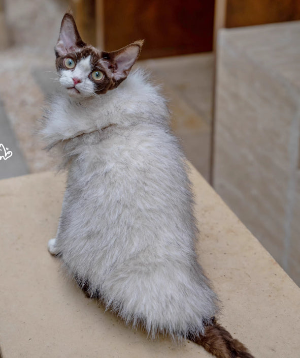 Faux Fox fourrure cuir cheveux courts Cat vêtements sans cheveux