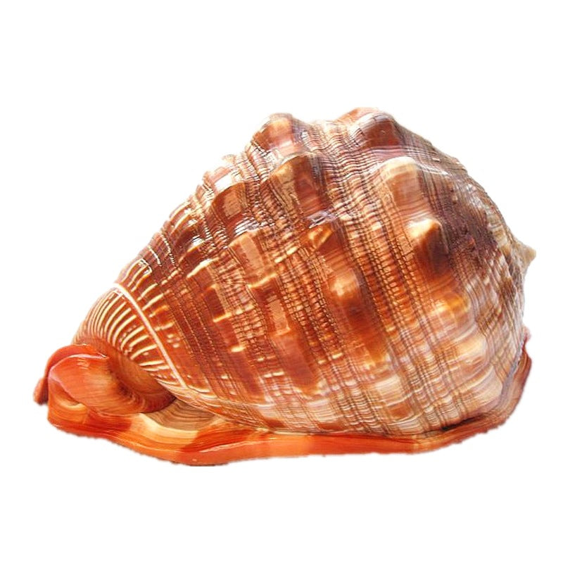 Naturel Super Grande Escargot Wanbao Escargot Français Grande Conch Aménagement paysager