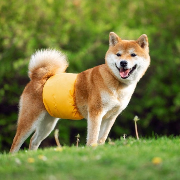 Absorbance des couches lavables et des pantalons d'incontinence pour chiens