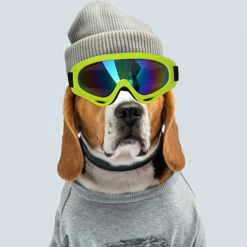 Lunettes de soleil extérieures pour chiens Décoration